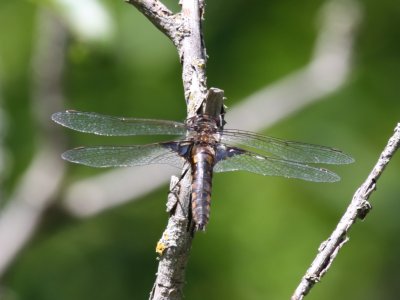 Common Baskettail (Female)