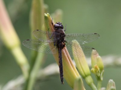 Common Baskettail (Male)