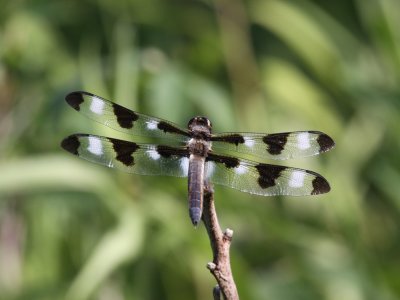 Twelve-spotted Skimmer (Juvenile Male)