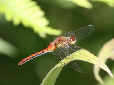 White-faced Meadowhawk (Adult Male)