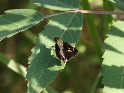 Little Glassywing Skipper