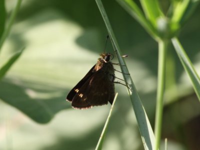 Little Glassywing Skipper