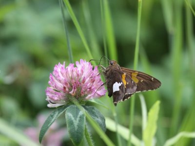 Silver-spotted Skipper