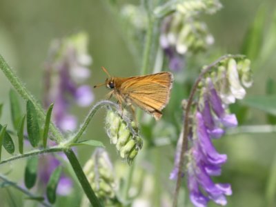 European Skipper