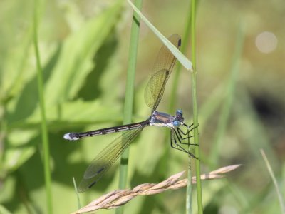 Amber-winged Spreadwing (Female)