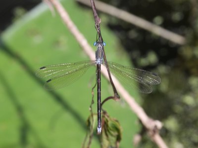 Amber-winged Spreadwing (Female)