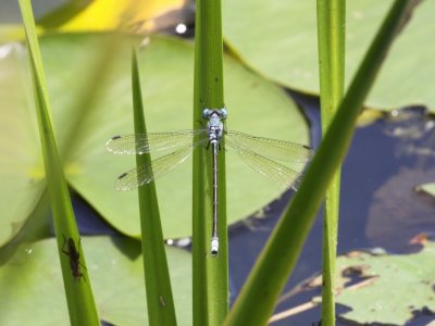 Amber-winged Spreadwing (Male)