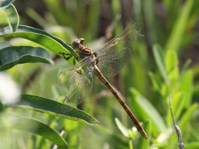 Russet-tipped Clubtail (Female)