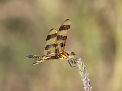 Halloween Pennant (Female)