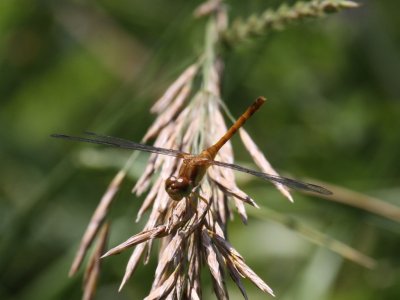 Autumn Meadowhawk (Juvenile Female)