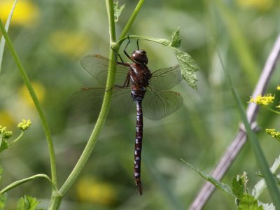 Lance-tipped Darner (Female)