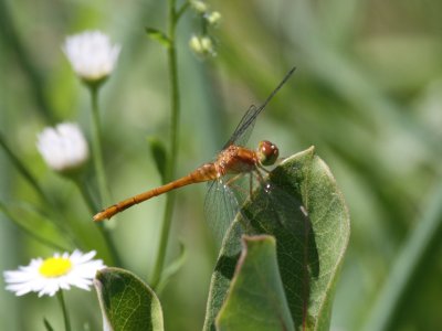 Autumn Meadowhawk (Juvenile Female)