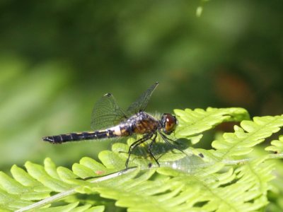 Frosted Whiteface (Female)