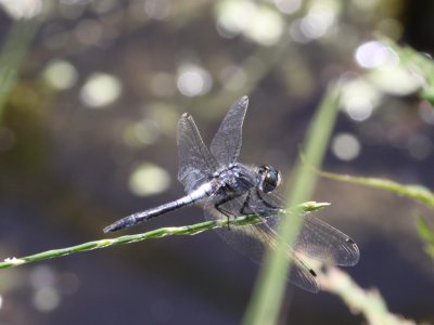 Frosted Whiteface (Male)