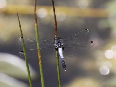 Frosted Whiteface (Male)