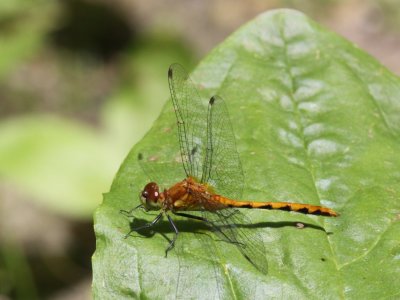 White-faced Meadowhawk (Juvenile)