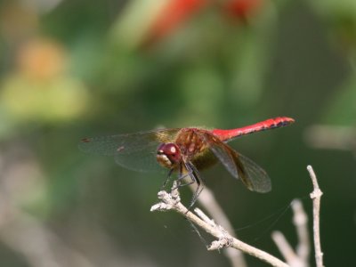 Band-winged Meadowhawk (Adult)