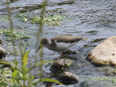 Spotted Sandpiper