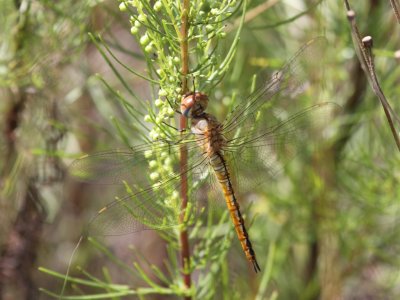 Wandering Glider