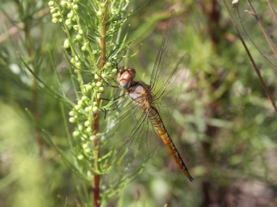 Wandering Glider