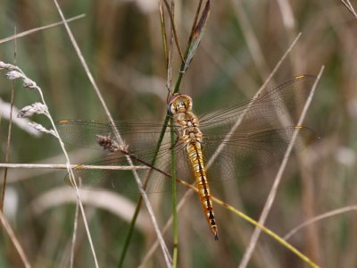 Wandering Glider