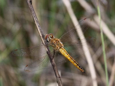 Wandering Glider