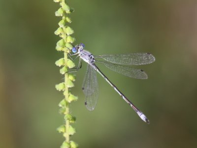 Spotted Spreadwing