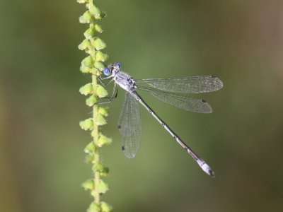 Spotted Spreadwing (Male)