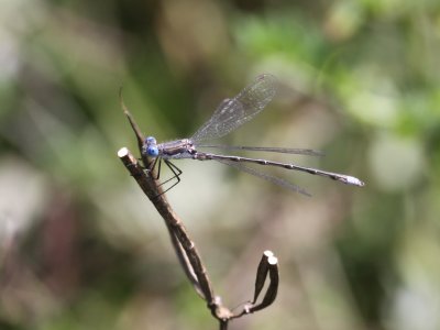 Spotted Spreadwing (Male)