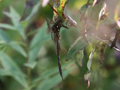 Fawn Darner (Male)