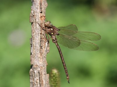 Fawn Darner (Male)