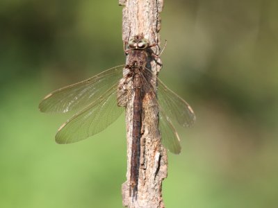 Fawn Darner (Male)