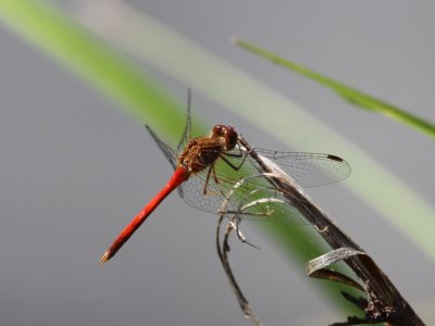 Autumn Meadowhawk (Adult Male)