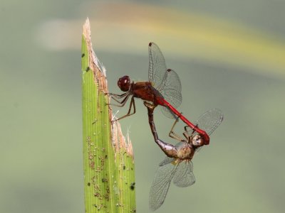 Autumn Meadowhawk (Mating Pair)