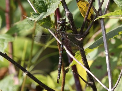 Shadow Darner (Male)