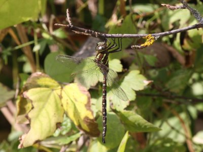 Shadow Darner (Male)