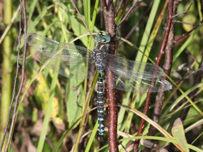 Lake Darner (Male)