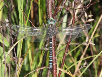 Lake Darner (Male)