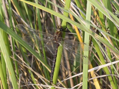 Lance-tipped Darner (Male)