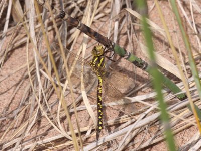 Lance-tipped Darner (Female)