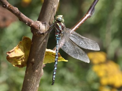 Lance-tipped Darner (Male)