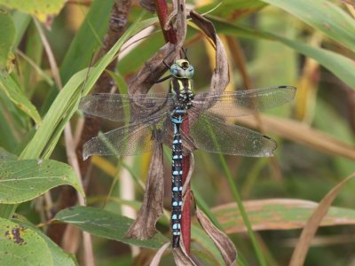 Lance-tipped Darner (Male)
