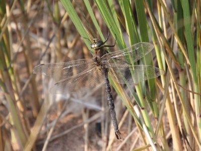 Lance-tipped Darner (Male)