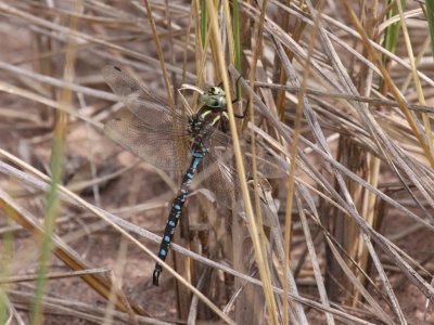 Lance-tipped Darner (Male)