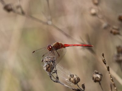 Autumn Meadowhawk (Adult male)