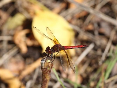 Band-winged Meadowhawk (Adult Male)