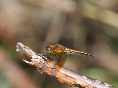 Band-winged Meadowhawk (Adult Female)