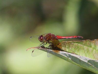 Band-winged Meadowhawk (Adult Male)