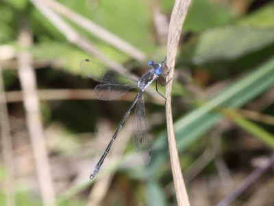 Spotted Spreadwing (Male)