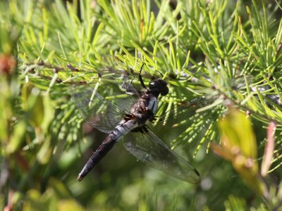 Chalk-fronted Corporal (Male)